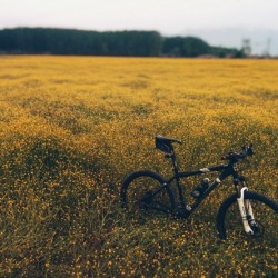 Bicycle in the Landscape